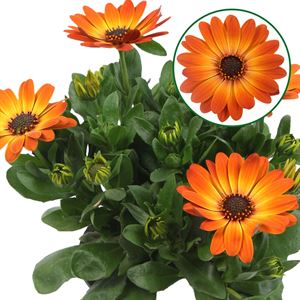 Bild von Osteospermum  P12 Amalia (oranje)
